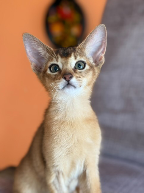 Freya Zimmtpfote *AT